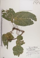 蘭嶼蘋婆藏品圖，第1張