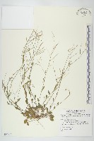 玉山筷子芥藏品圖，第1張