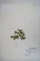 山桔梗藏品圖，第1張