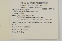 疏花繁縷藏品圖，第2張