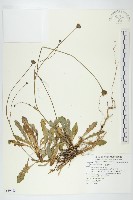 貓兒菊藏品圖，第1張