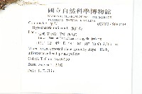 貓兒菊藏品圖，第2張