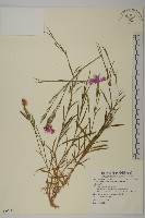 玉山石竹藏品圖，第1張