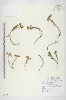 玉山佛甲草藏品圖，第1張