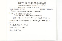 玉山佛甲草藏品圖，第2張