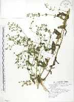 大籽當藥、巒大當藥藏品圖，第1張