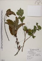 蓮華池桑寄生藏品圖，第1張