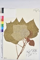 野桐藏品圖，第1張