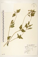 貓腥草藏品圖，第1張