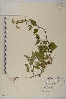 紫花霍香薊藏品圖，第1張