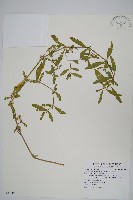 蓮子草藏品圖，第1張