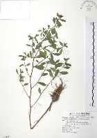 克非亞草藏品圖，第1張