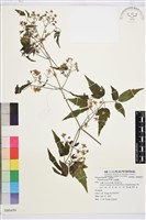 串鼻龍藏品圖，第1張