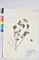 密花白飯樹藏品圖，第1張