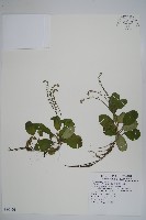 臺灣附地草藏品圖，第1張