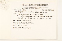 粗毛小米菊藏品圖，第2張