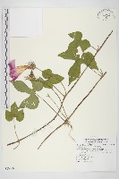 銳葉牽牛藏品圖，第1張