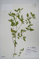 爵床藏品圖，第1張