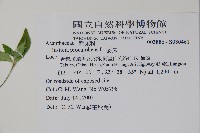 爵床藏品圖，第2張