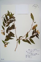 阿里山忍冬、漸尖葉忍冬藏品圖，第1張