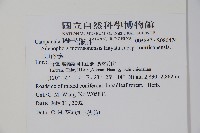 玉山沙參藏品圖，第2張