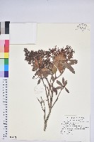 臺灣馬醉木藏品圖，第1張