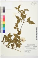 繡球藤藏品圖，第1張