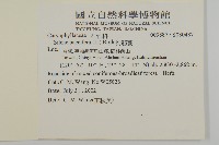 狗筋蔓藏品圖，第2張