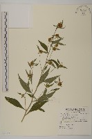 黃金珠藏品圖，第1張