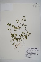 山桔梗藏品圖，第1張