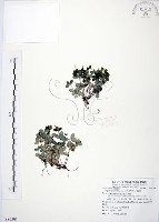 小椒草藏品圖，第1張