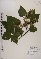 臺灣紅榨槭藏品圖，第1張