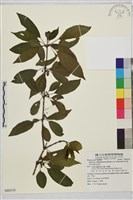 塔山鼠李藏品圖，第1張