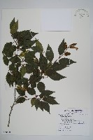 阿里山千金榆藏品圖，第1張