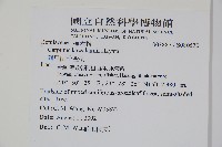 阿里山千金榆藏品圖，第2張