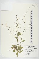 琴葉南芥藏品圖，第1張