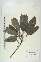 奧氏虎皮楠藏品圖，第1張