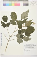 台灣牡丹藤、台灣草牡丹藏品圖，第2張