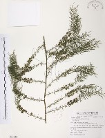 天門冬藏品圖，第1張