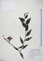 高山腹水草藏品圖，第1張