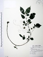 長梗盤花麻藏品圖，第1張