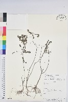 小返魂藏品圖，第1張