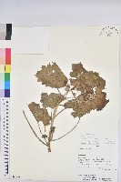 登錄號:S080554藏品圖，第1張