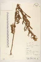 登錄號:S080555藏品圖，第1張