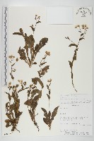 登錄號:S080557藏品圖，第1張