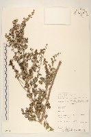 登錄號:S080558藏品圖，第1張