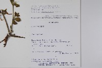 登錄號:S080559藏品圖，第2張