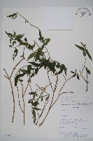 登錄號:S080560藏品圖，第1張