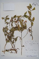 登錄號:S080561藏品圖，第1張