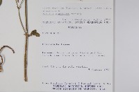 登錄號:S080561藏品圖，第2張